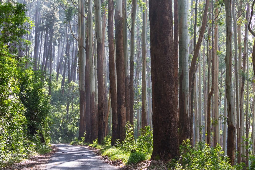 Weg door eucalyptusbos in Hawaii