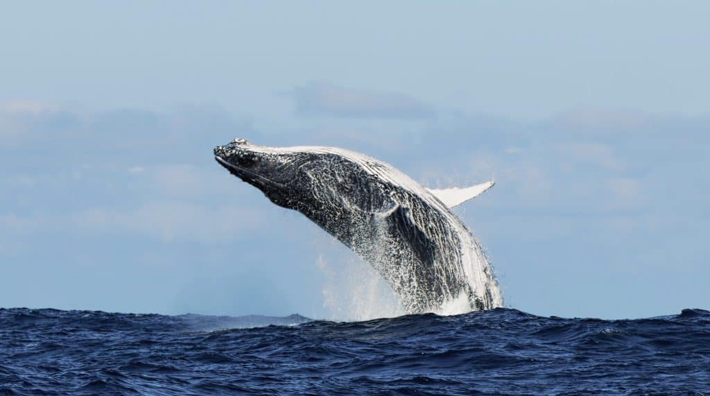 Springende walvis bij Boston in New England