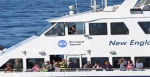 Whale Watching Cruise Boston