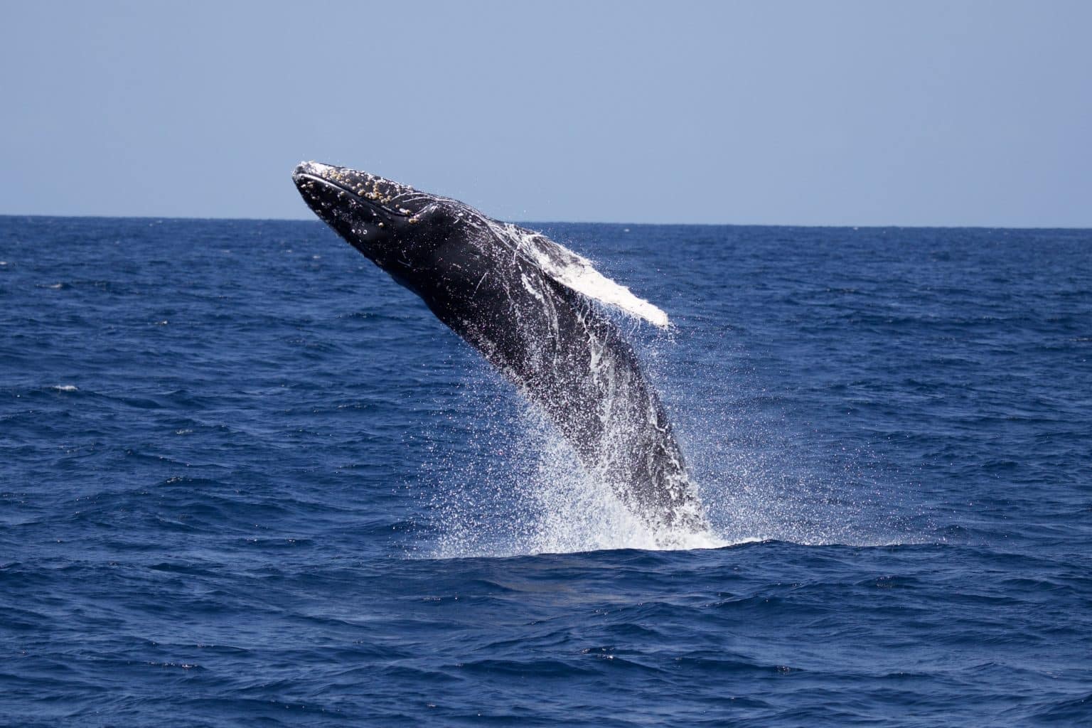 Bultrug in oceaan bij Vancouver Island, Canada