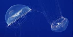 Doorzichtige kwallen in Monterey Bay Aquarium, Californië