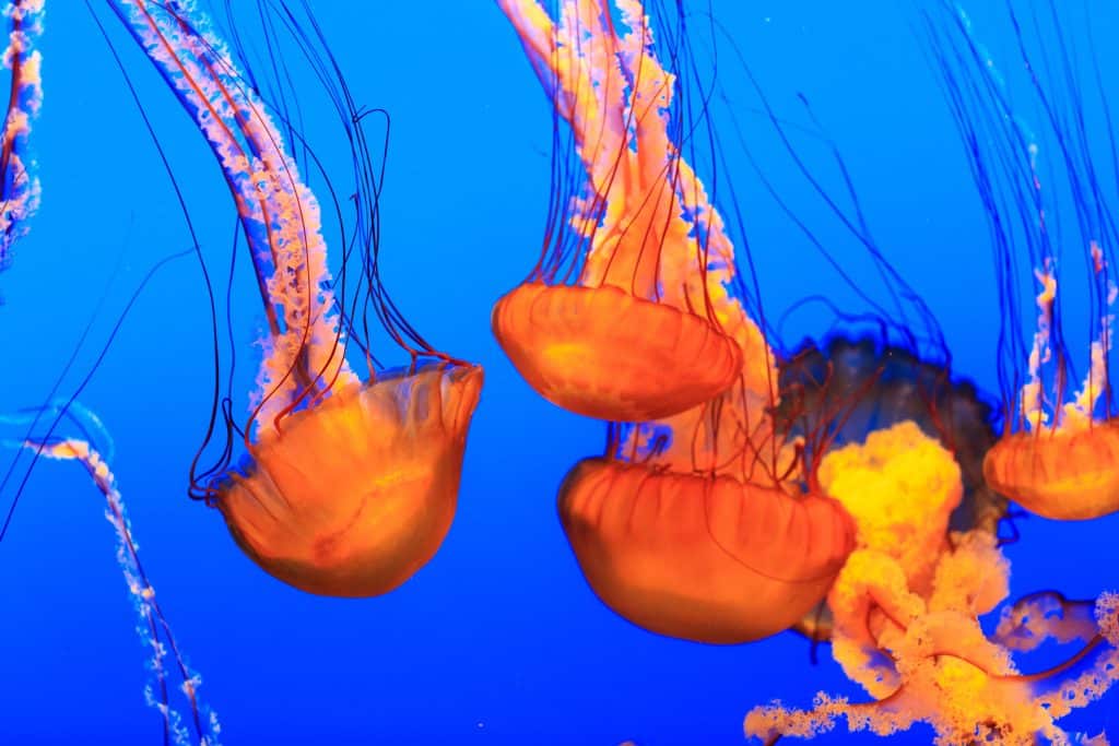 Kwal in Monterey Bay Aquarium, Californië