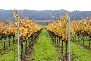 Wijngaard in Napa Valley, Californië met gele herfstbladeren