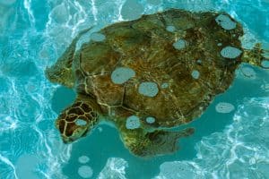 Zwemmende zeeschildpad in helder water in Florida