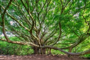 Lahaina Banyan Tree op Maui Hawaii
