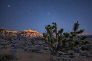 Canyon Experiences: Joshua tree onder sterrenhemel in Red Rock Canyon Nevada