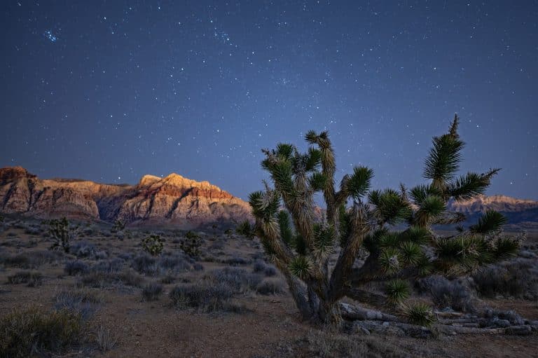 Canyon Experiences: Joshua tree onder sterrenhemel in Red Rock Canyon Nevada