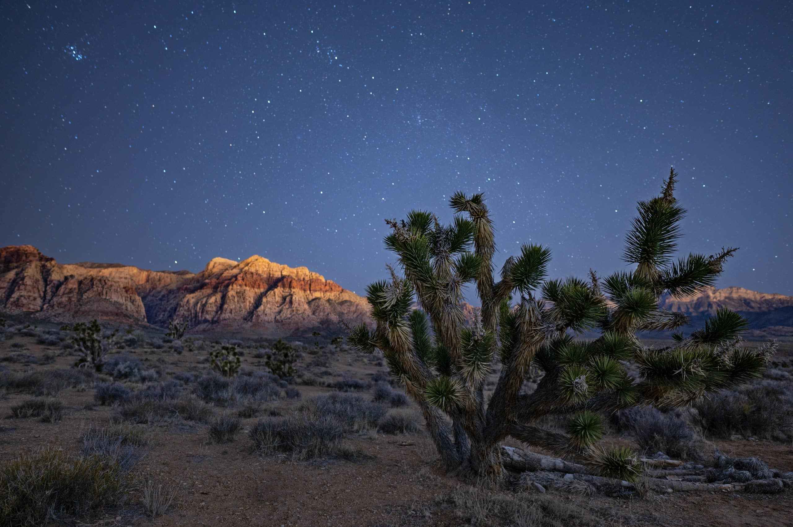 Canyon Experiences: Joshua tree onder sterrenhemel in Red Rock Canyon Nevada
