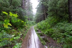 Bospad in natuur Anchorage Alaska