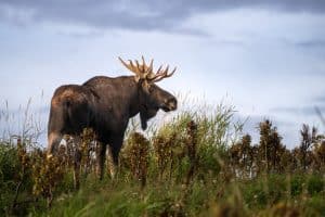 Eland close-up Anchorage Alaska