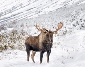 Eland in sneeuw Anchorage Alaska