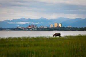 Eland in gras bij Anchorage Alaska