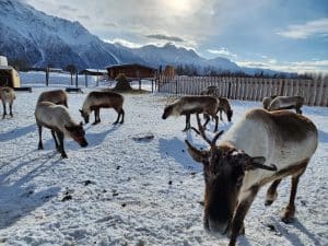 Rendieren in sneeuw bij Anchorage Alaska