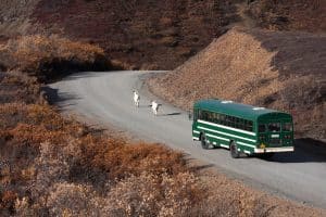 Denali National Park Alaska met bus en Dall schapen op weg