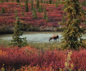 Denali National Park Alaska met eland in herfstlandschap