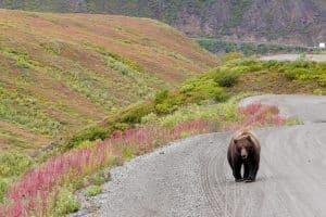 Denali National Park Alaska met grizzlybeer op onverharde weg