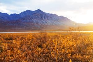 Denali National Park Alaska met herfsttoendra, bergen en laag zonlicht