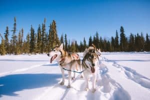 Fairbanks Alaska sledehonden in sneeuw