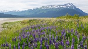 Bloemen langs kust Girdwood Alaska