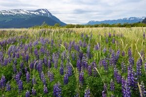 Bloemenveld met bergen Girdwood Alaska