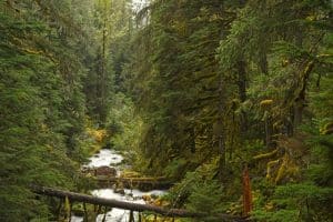 Bos met rivier Girdwood Alaska