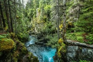 Rivier in boskloof Girdwood Alaska