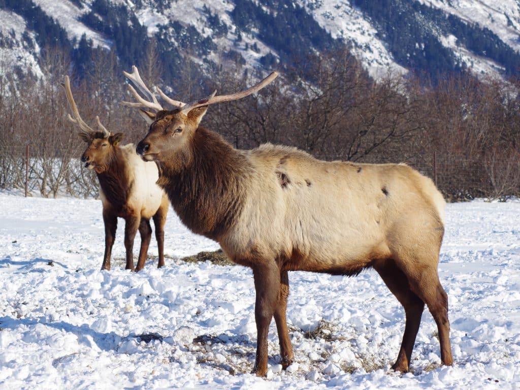 Elanden in sneeuwlandschap Girdwood Alaska