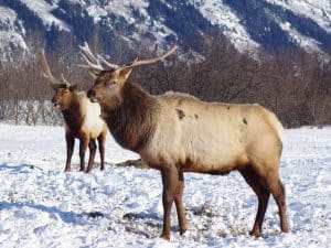 Elanden in sneeuwlandschap Girdwood Alaska