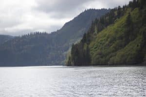 Bos langs kust Homer Alaska