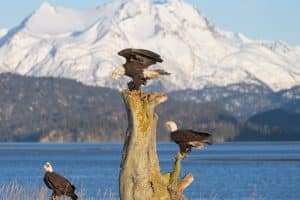Zeearenden bij kust en bergen Homer Alaska