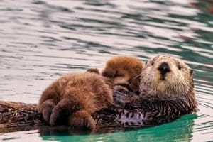 Zeeotter met jong op water Homer Alaska