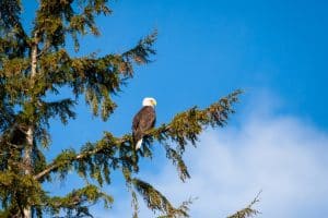 Adelaar op tak bij Ketchikan Alaska