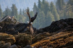 Adelaar over rotsen bij Ketchikan Alaska