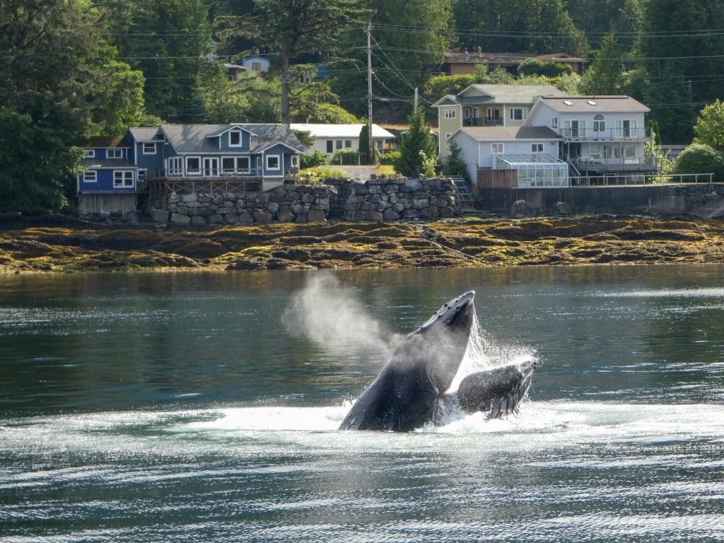 Bultrugwalvis in water Ketchikan Alaska