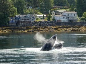 Bultrugwalvis in water Ketchikan Alaska