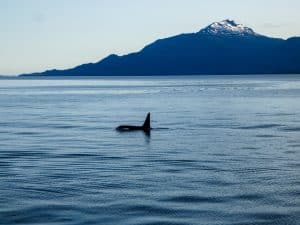 Orka in zee bij Ketchikan Alaska
