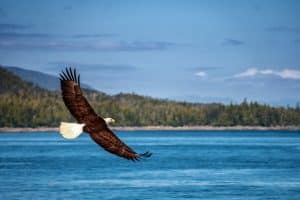 Zeearend vliegt boven water bij Ketchikan Alaska
