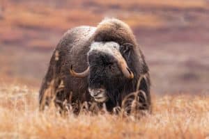 Muskusos in toendra bij Nome Alaska