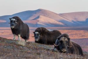 Groep muskusossen in Nome Alaska