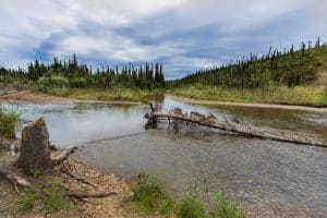Rivierlandschap met bos bij Nome Alaska