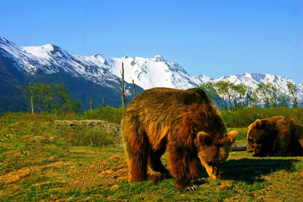 Seward Alaska bruine beren met besneeuwde bergen