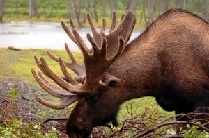 Seward Alaska eland bij water en vegetatie