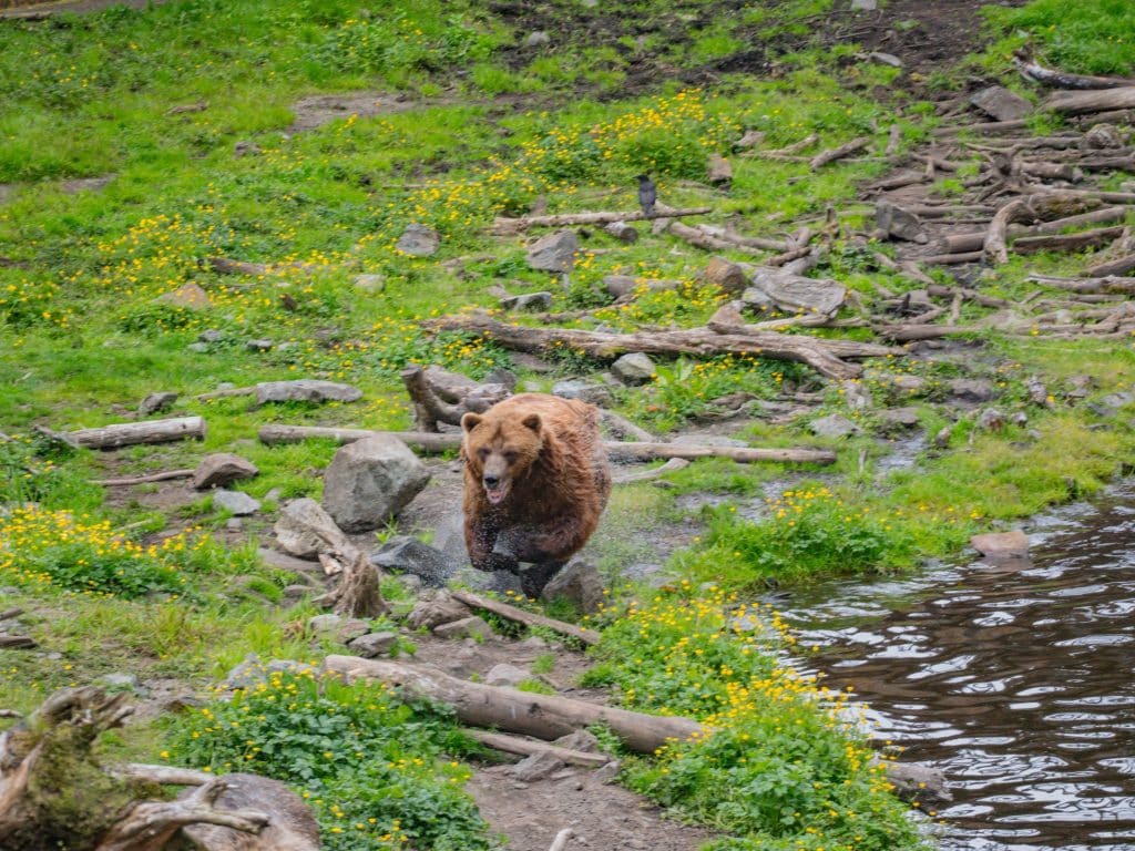 Bruine beer bij een rivier in Sitka