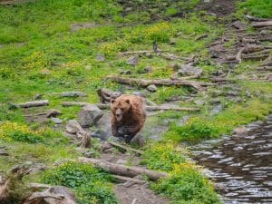 Bruine beer bij een rivier in Sitka