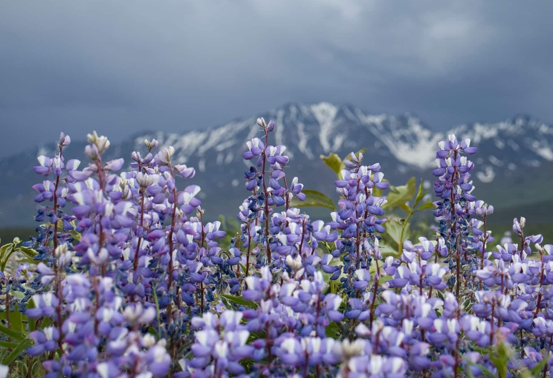 Tok Alaska paarse bloemen met bergen op achtergrond