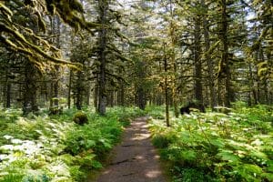 Bospad met mosrijke bomen in Tongass National Forest Alaska