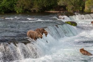 Beren vangen zalm bij waterval in Alaska