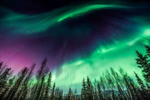 Noorderlicht boven bos in Alaska