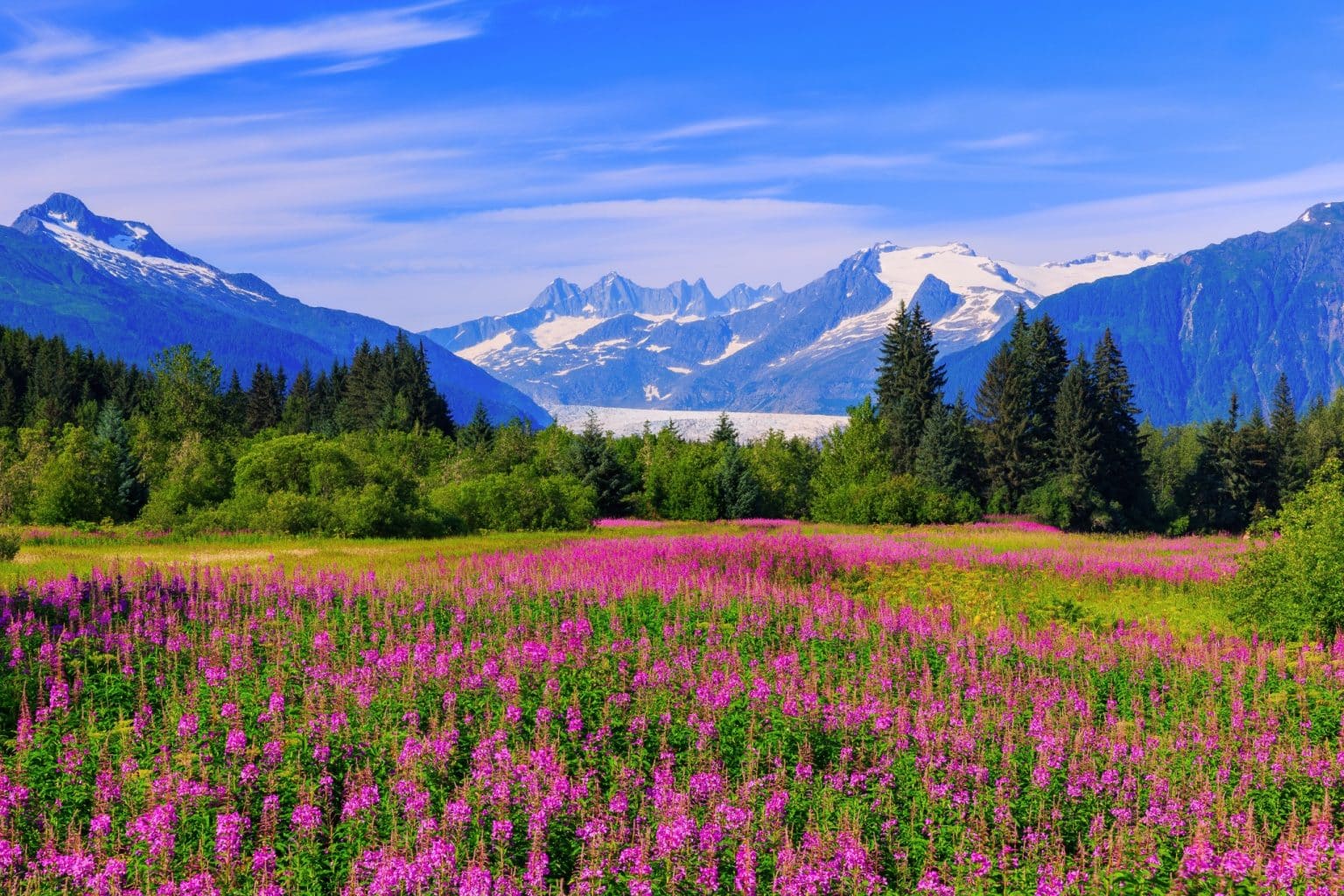 Veld met bloemen en bergen in Alaska