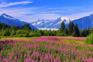 Veld met bloemen en bergen in Alaska